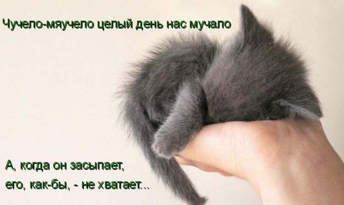 котейко позитив