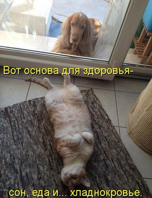 котейко позитив