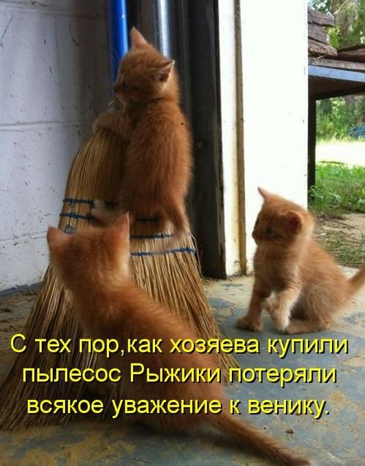 котейко позитив