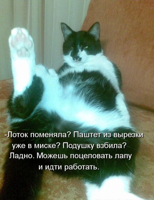 котейко позитив