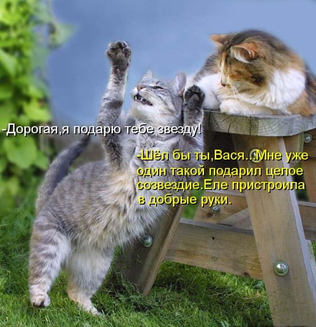 котейко позитив