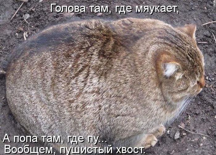 котейко позитив