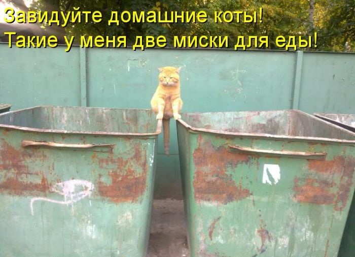 котейко позитив