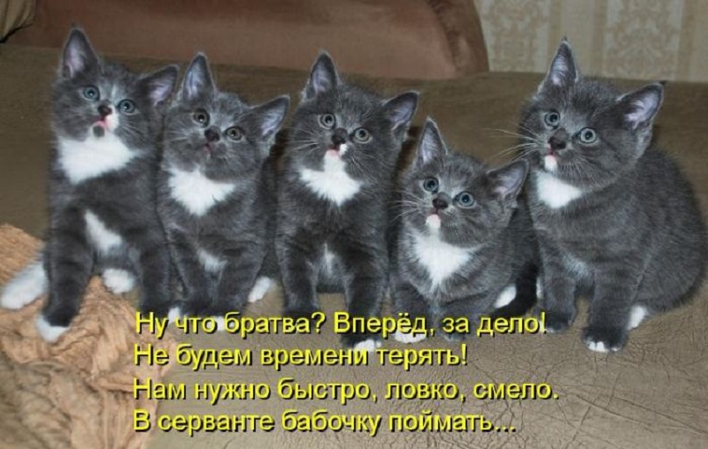 котейко позитив