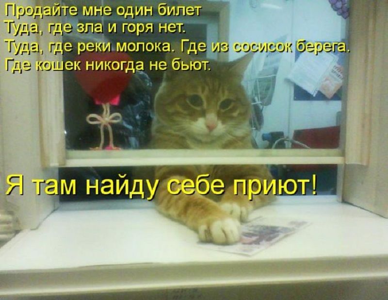 котейко позитив