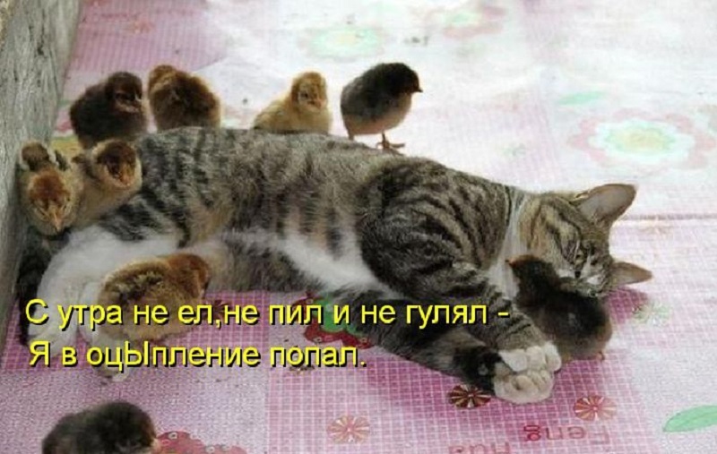 котейко позитив