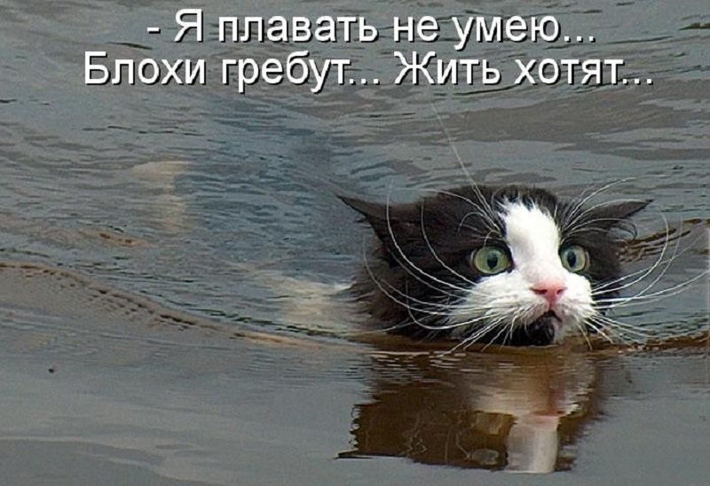 котейко позитив