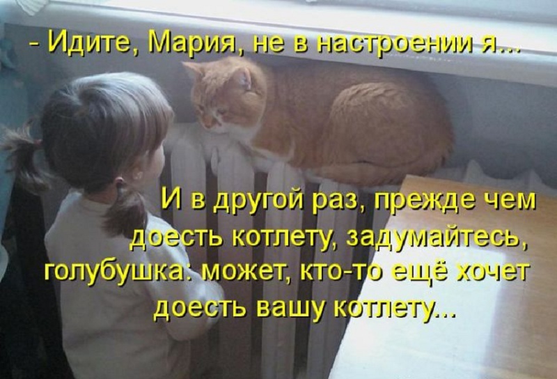 котейко позитив