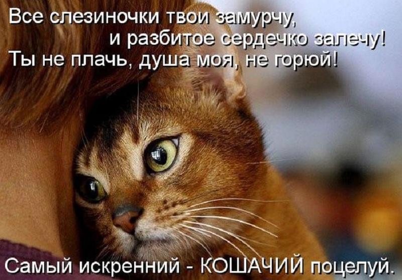 котейко позитив