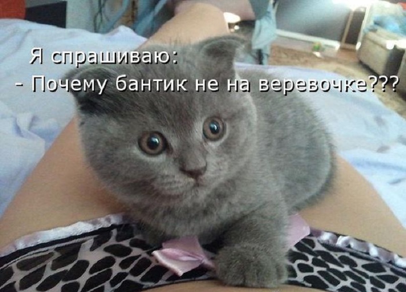 котейко позитив