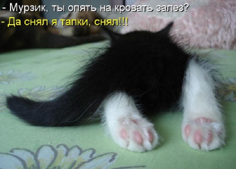 котейко позитив