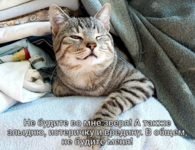 коты и мемы