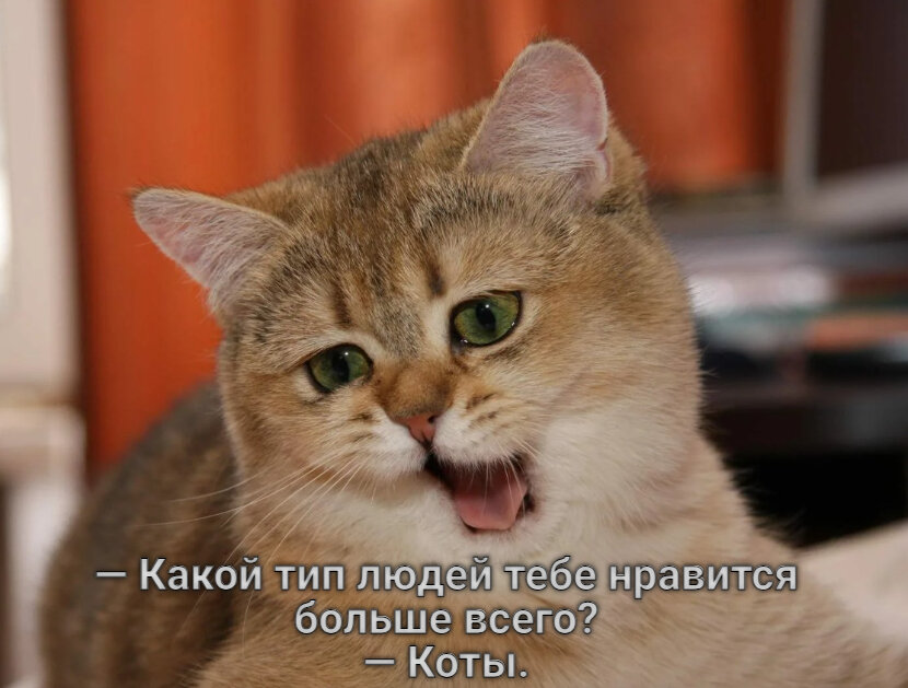 коты и мемы