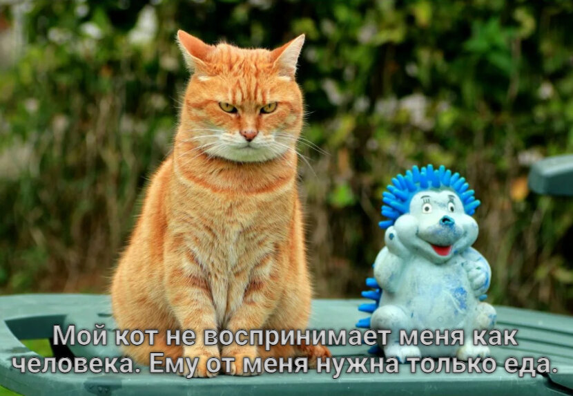 коты и мемы