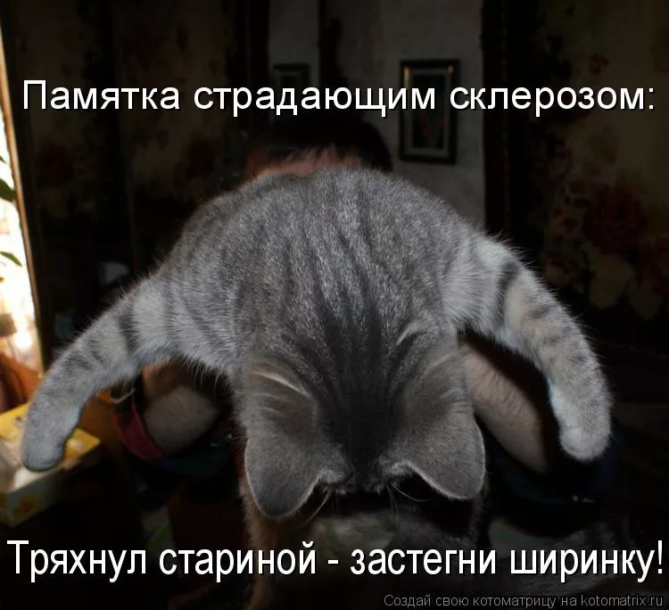 коты и мемы