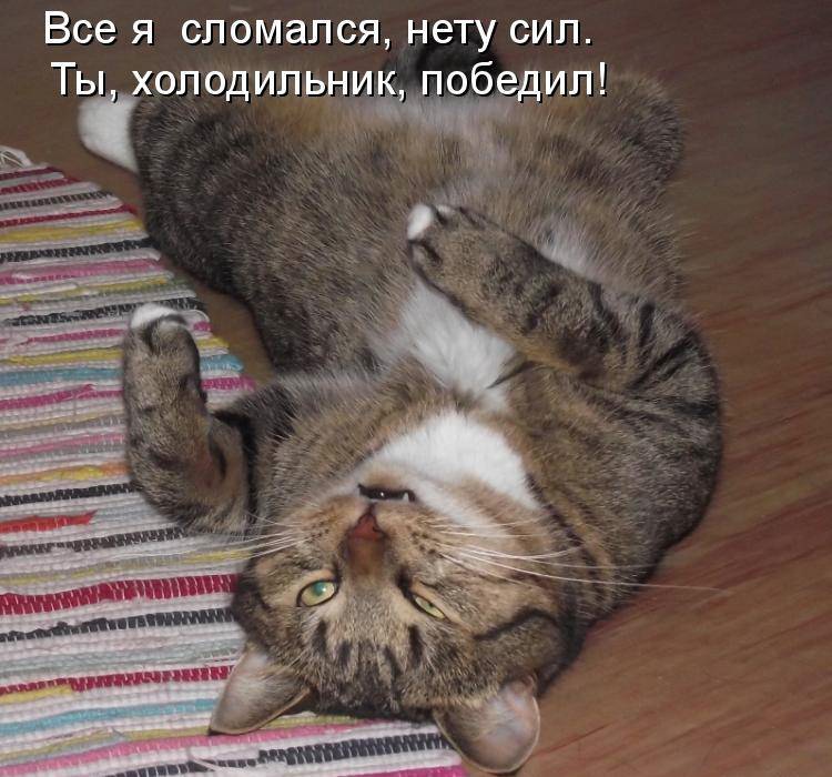 коты и мемы