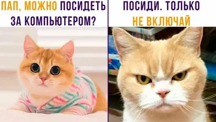 коты и мемы