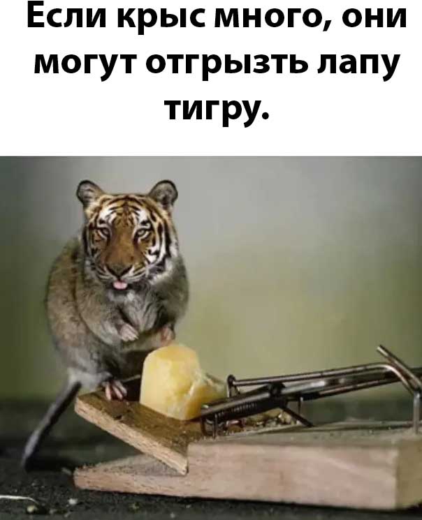 мемы и фотоприколы