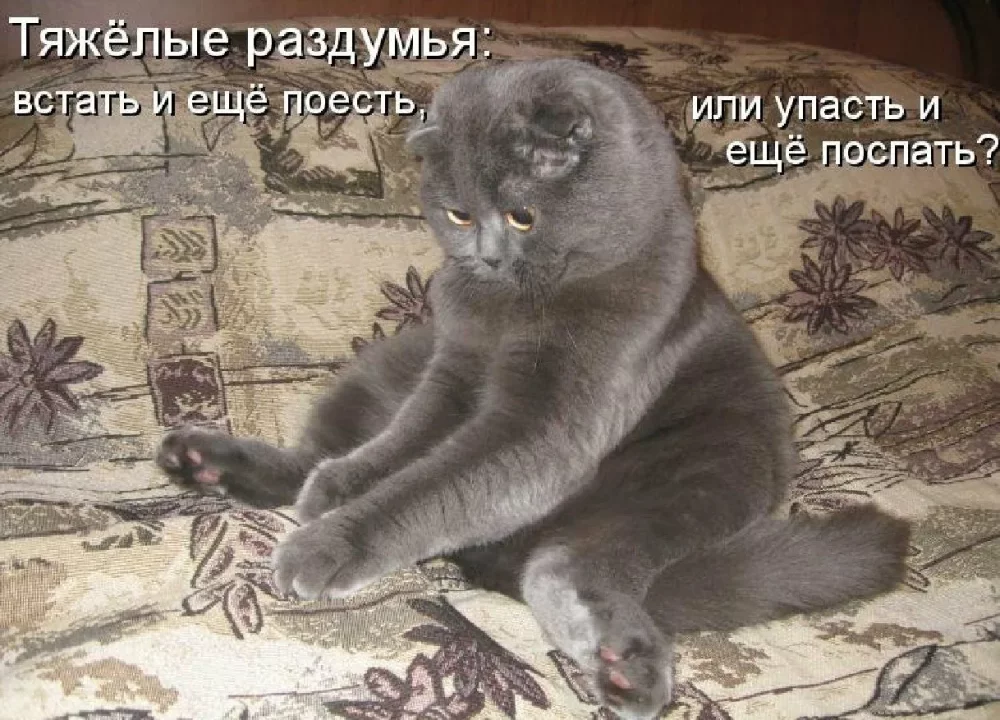 коты и мемы