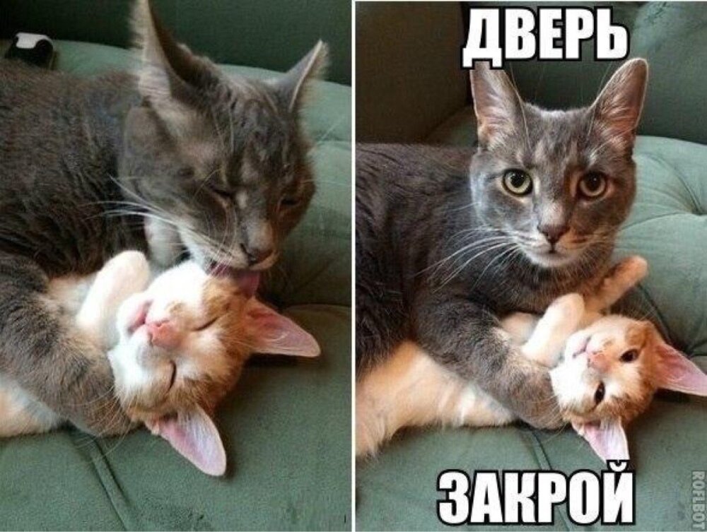 коты и мемы