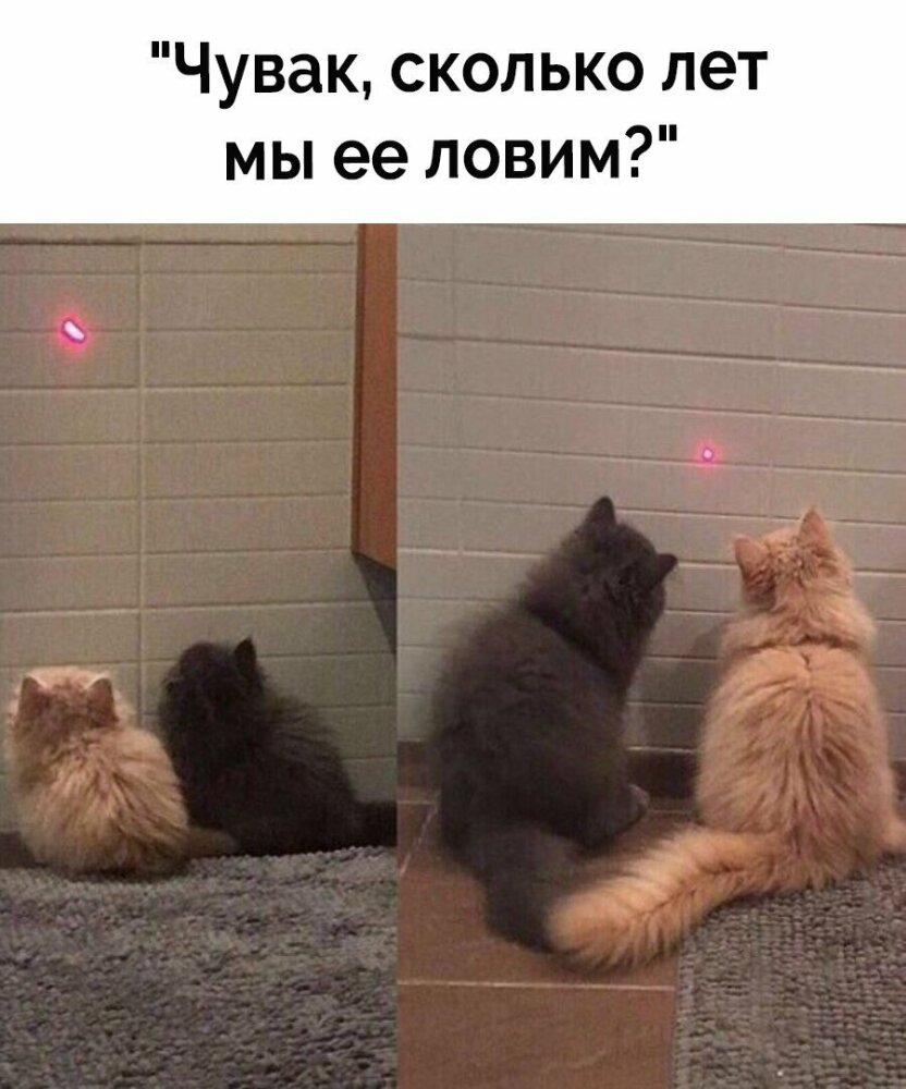 коты и мемы