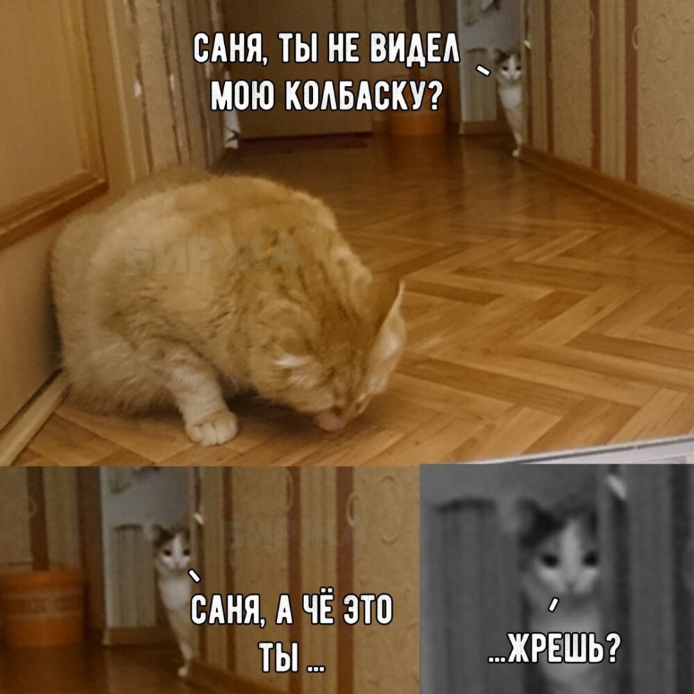 коты и мемы