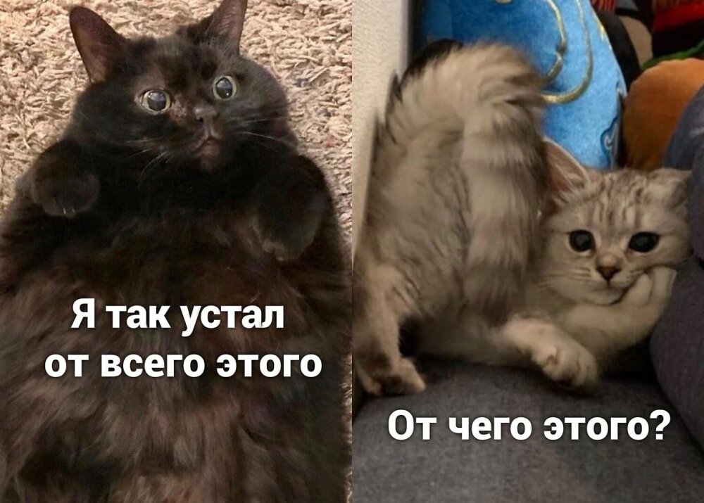 коты и мемы