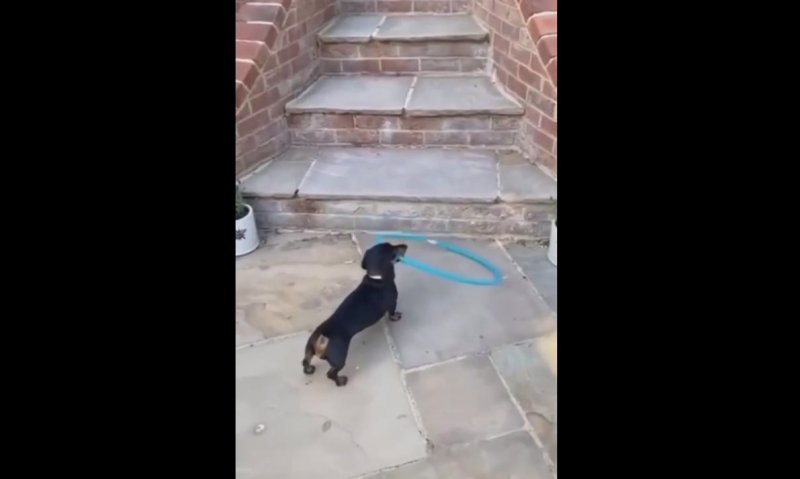 Умное животное — пёс в деле 🐕